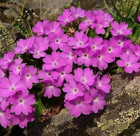 Шале Le Gentiane