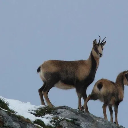 Шале Le Gentiane *