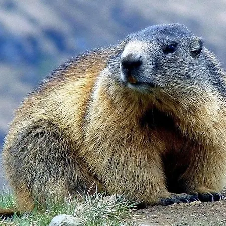 Le Gentiane Шале Bun