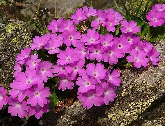 Шале Le Gentiane