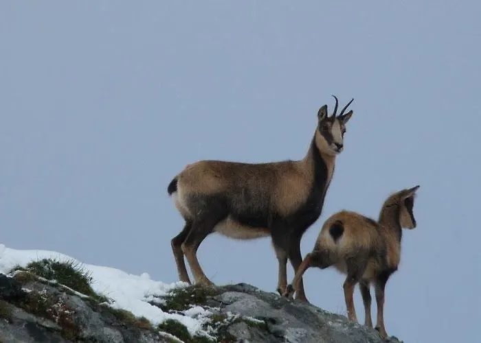 Шале Le Gentiane *