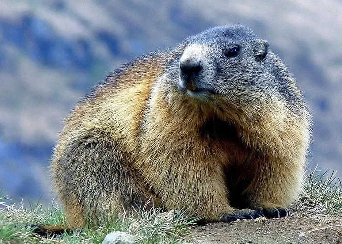 Le Gentiane Шале Bun